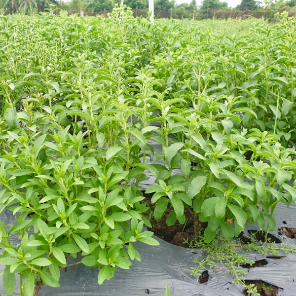Hạt giống Cây cỏ ngọt