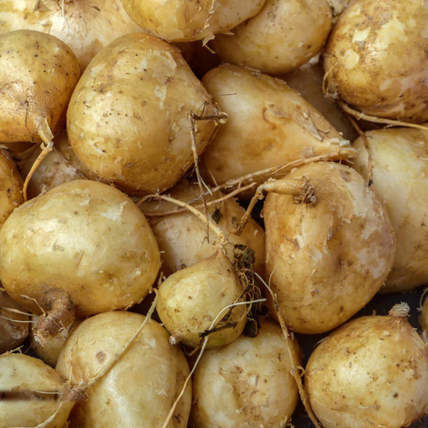 Hạt giống Củ đậu