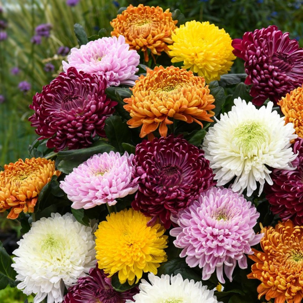 Hạt Giống Hoa Cúc