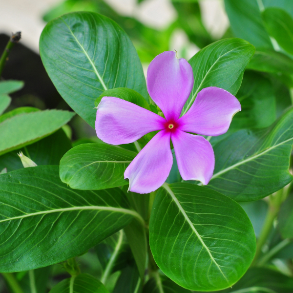 Hạt giống Hoa dừa cạn