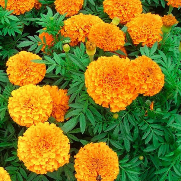 Hạt giống Hoa vạn thọ Rồng vàng