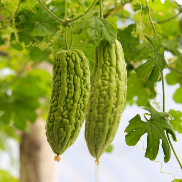 Hạt giống khổ qua
