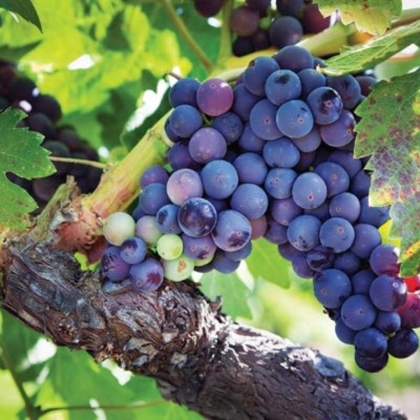 Hạt giống Nho Pháp