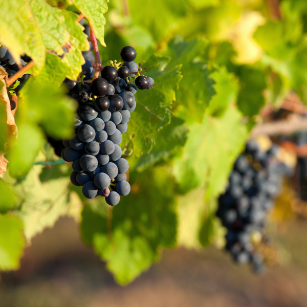 Hạt giống Nho Pháp