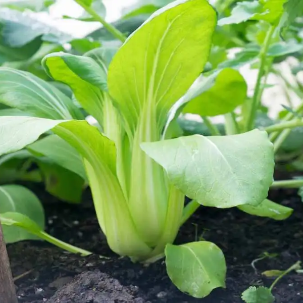 Hạt giống Rau cải thìa