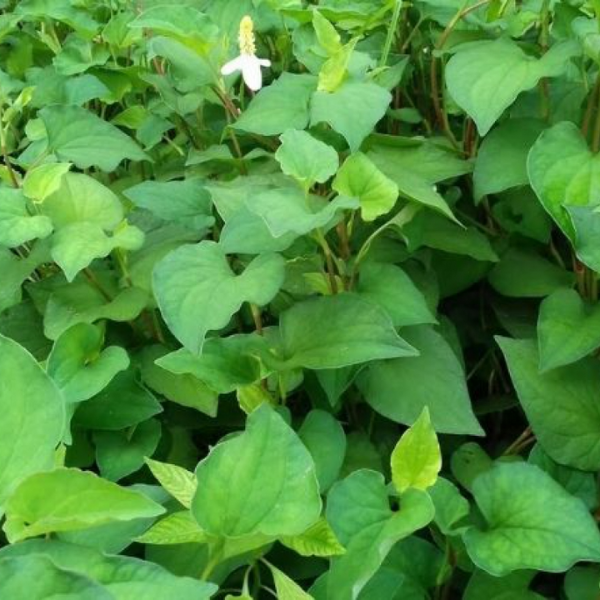 Hạt giống Rau diếp cá