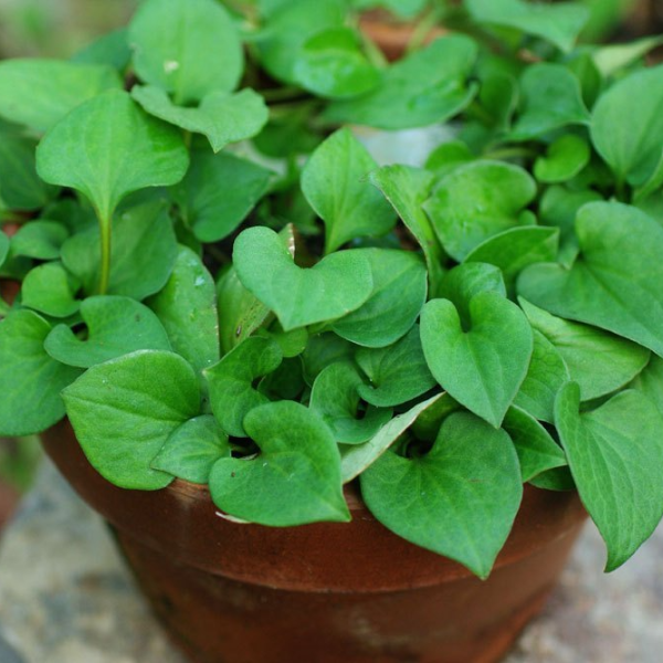 Hạt giống Rau diếp cá