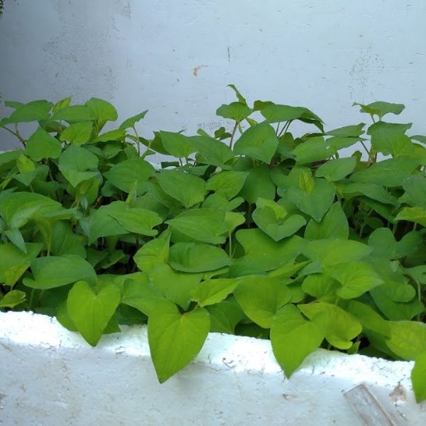 Hạt giống Rau diếp cá