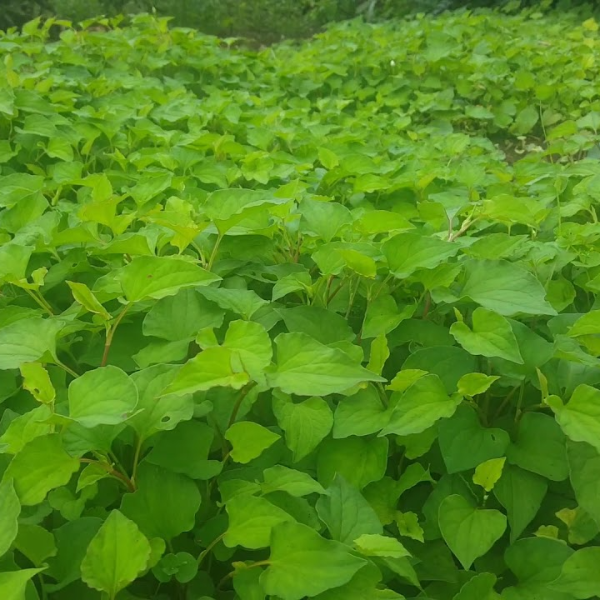 Hạt giống Rau diếp cá