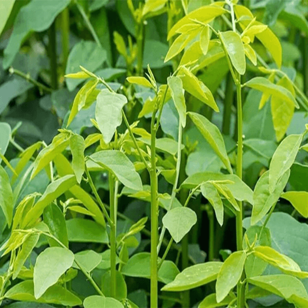 Hạt giống Rau ngót