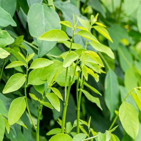 Hạt giống Rau ngót