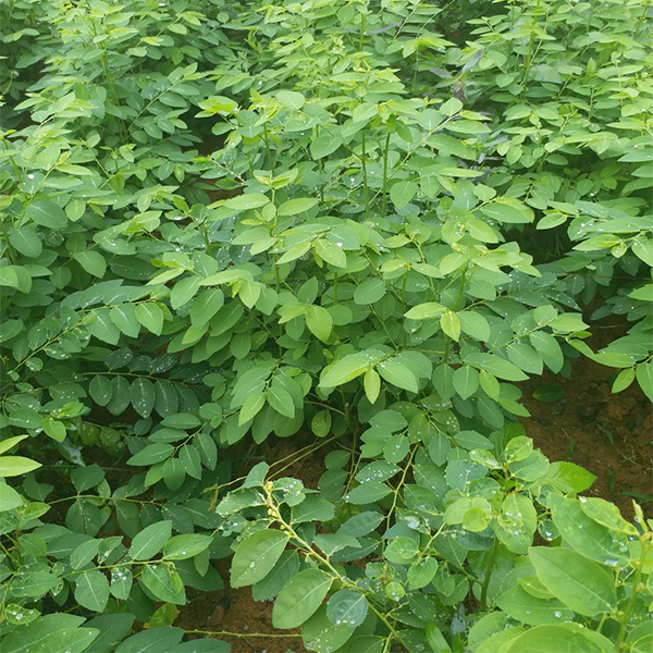Hạt giống Rau ngót