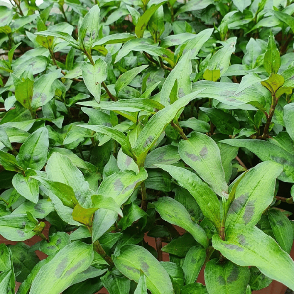Hạt giống Rau răm