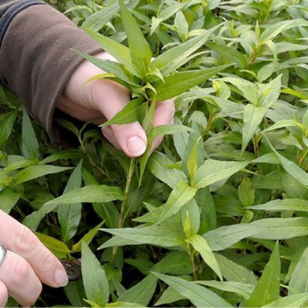 Hạt giống Rau răm - Giống chuẩn - Chất lượng cao - Giá tốt