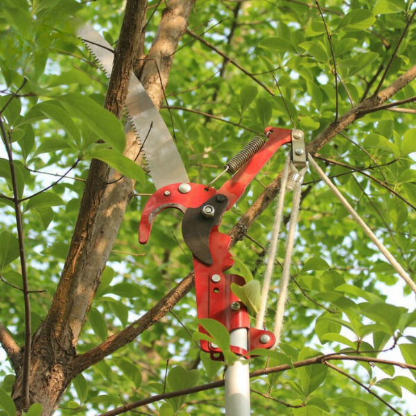 Kéo cắt cành cây trên cao