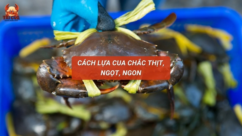 Cua thịt là gì? Cách lựa cua chắc thịt, ngọt, ngon