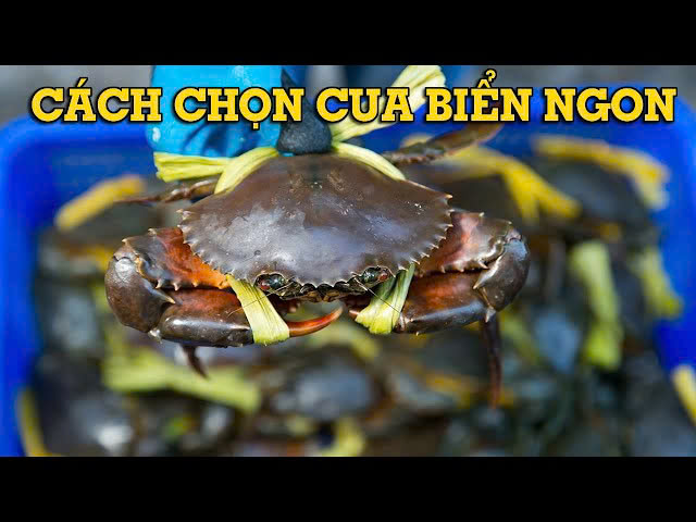 Cách chọn cua biển ngon, chắc thịt không phải ai cũng biết