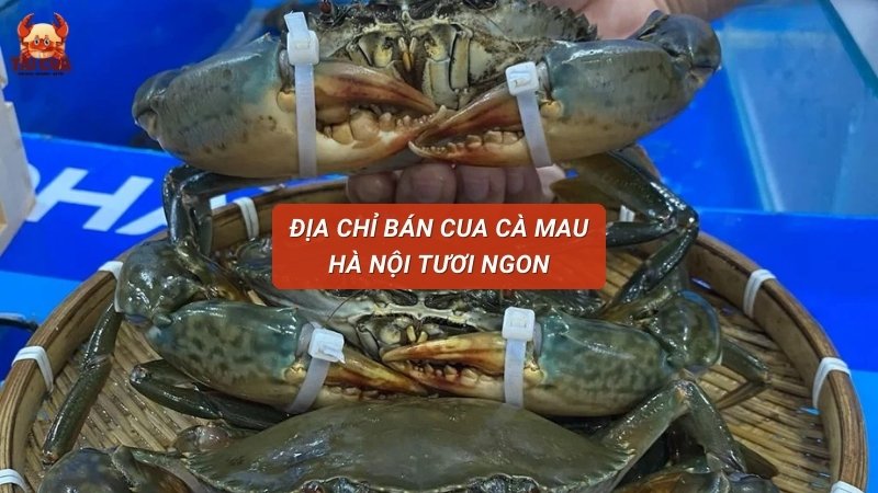 Địa chỉ bán cua Cà Mau Hà Nội tươi ngon, giao tận nhà