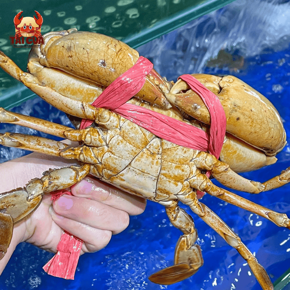 CUA THỊT (410g-500g/con) - CHẮC THỊT THƠM NGON - VIP Y5
