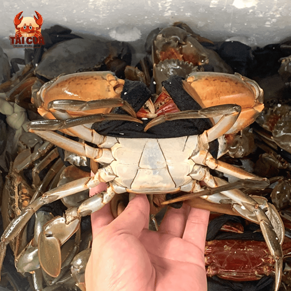 CUA THỊT ZON (180g-240g/con) - CHẮC THỊT THƠM NGON - Y3