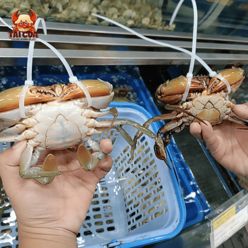 CUA YẾM VUÔNG (150g-200g/con)- CUA TRINH NỮ GẠCH VÀNG DINH DƯƠNG