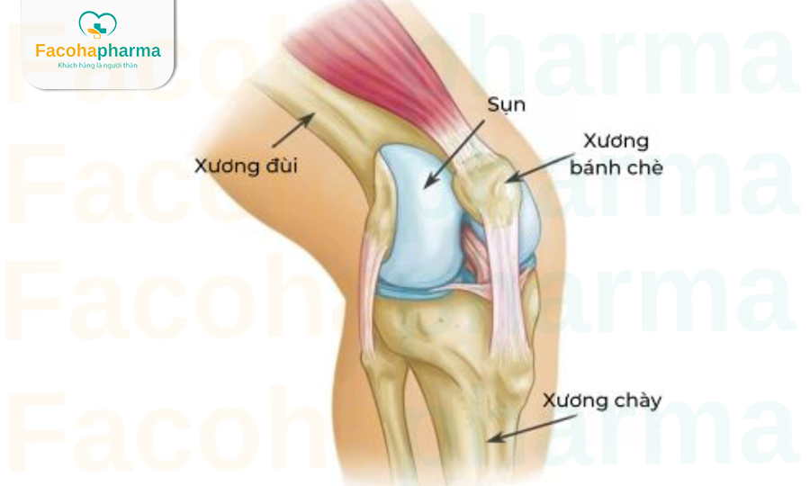 Cấu tạo của đầu gối