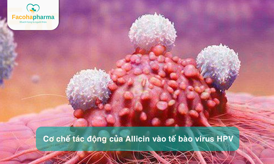 Cơ chế tác động của Allicin vào tế bào virus HPV