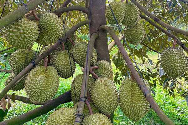 CHƯƠNG TRÌNH ĐẤU GIÁ 