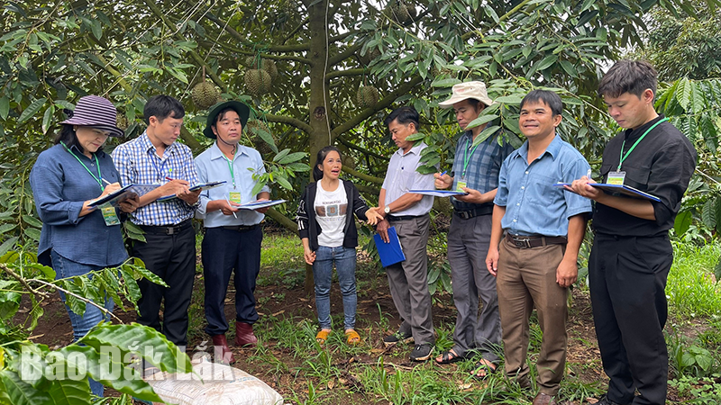 LỄ HỘI SẦU RIÊNG HUYỆN KRÔNG PẮC LẦN THỨ II, NĂM 2024: CHẠY ĐUA VỚI THỜI GIAN