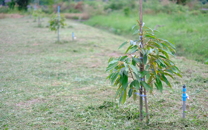 Quy trình trồng cây sầu riêng