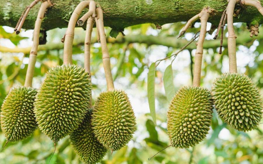 KỸ THUẬT TRỒNG VÀ CHĂM SÓC CÂY SẦU RIÊNG