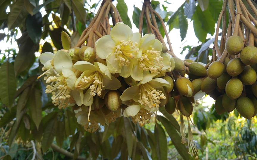 Nguyên Nhân Và Cách Khắc Phục Cây Sầu Riêng Chậm Phát Triển