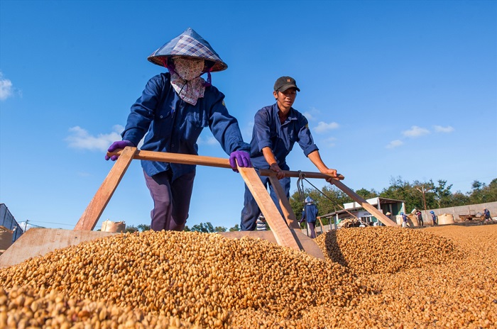 Người dân sơ chế hạt cà phê. Ảnh: Ngô Minh Phương