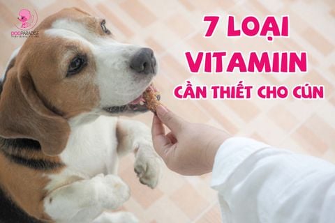 7 LOẠI VITAMIN CẦN THIẾT CHO CÚN YÊU
