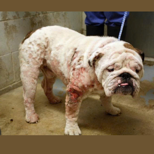 CHÓ BỊ GHẺ MÁU