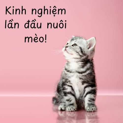 Kinh nghiệm nuôi mèo cho người mới nuôi lần đầu