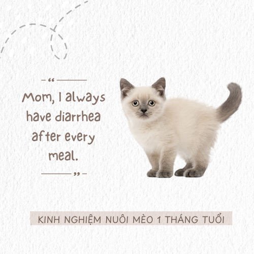 Kinh nghiệm nuôi mèo một tháng tuổi: cho ăn, chỗ ngủ, vận động