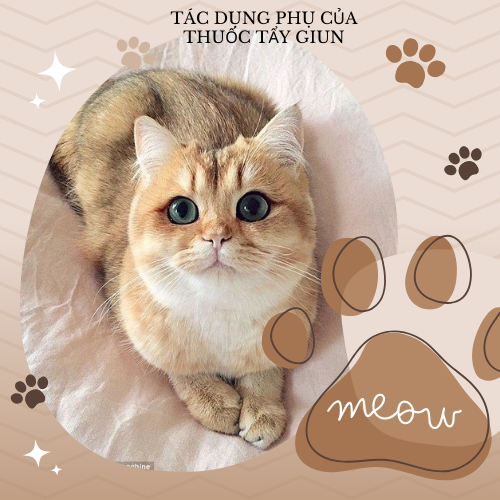 Tác dụng phụ phổ biến thuốc tẩy giun cho mèo