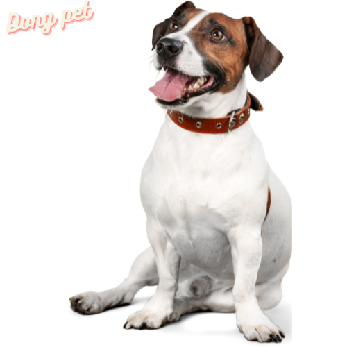 VIÊM DA CƠ ĐỊA Ở CHÓ