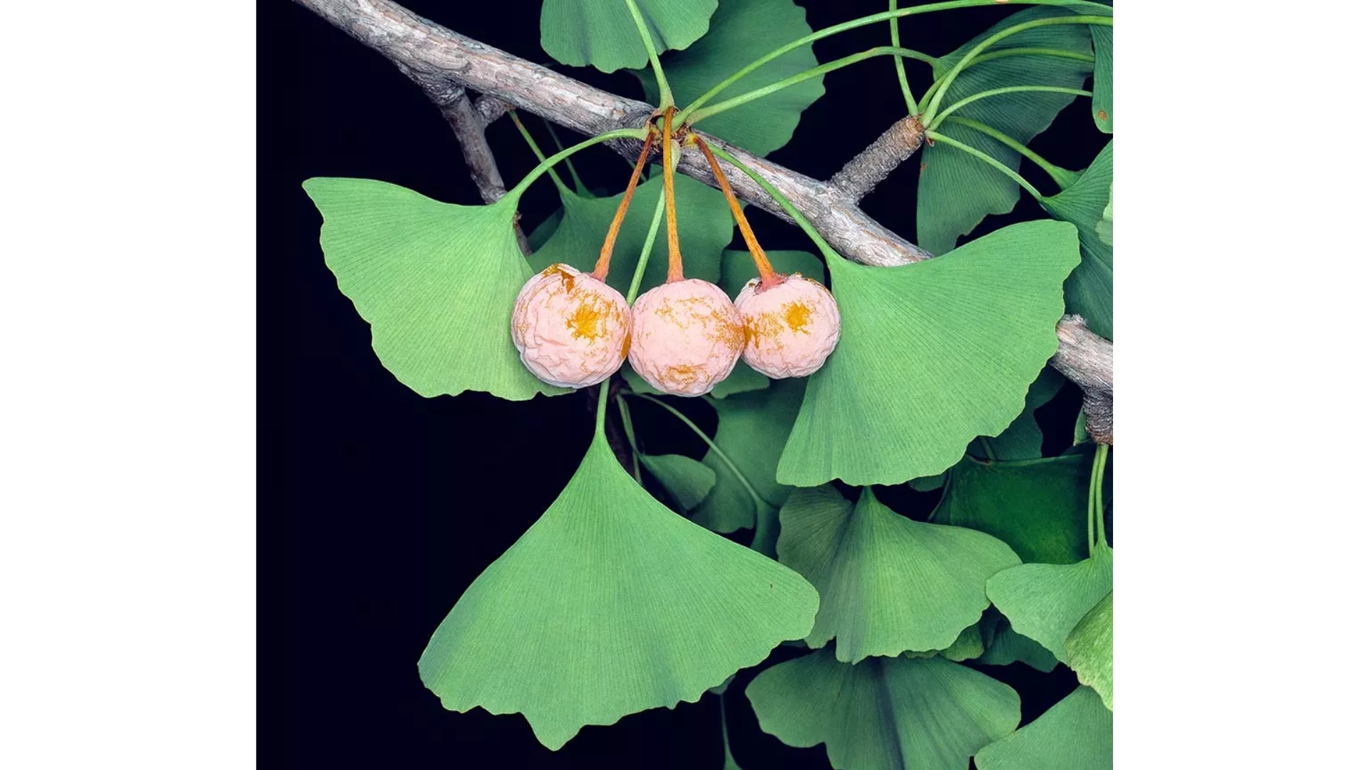 Ai Nên Uống Ginkgo Biloba? Người Cao Huyết Áp Có Dùng Được Không?