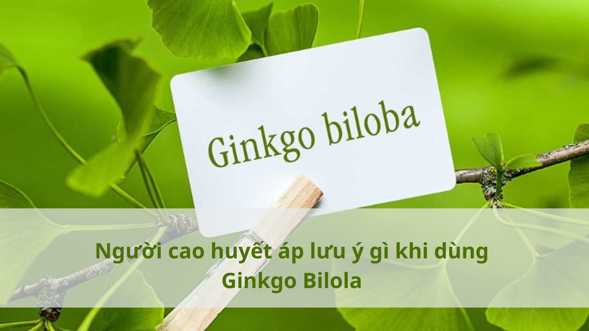 Ai Nên Uống Ginkgo Biloba? Người Cao Huyết Áp Có Dùng Được Không?