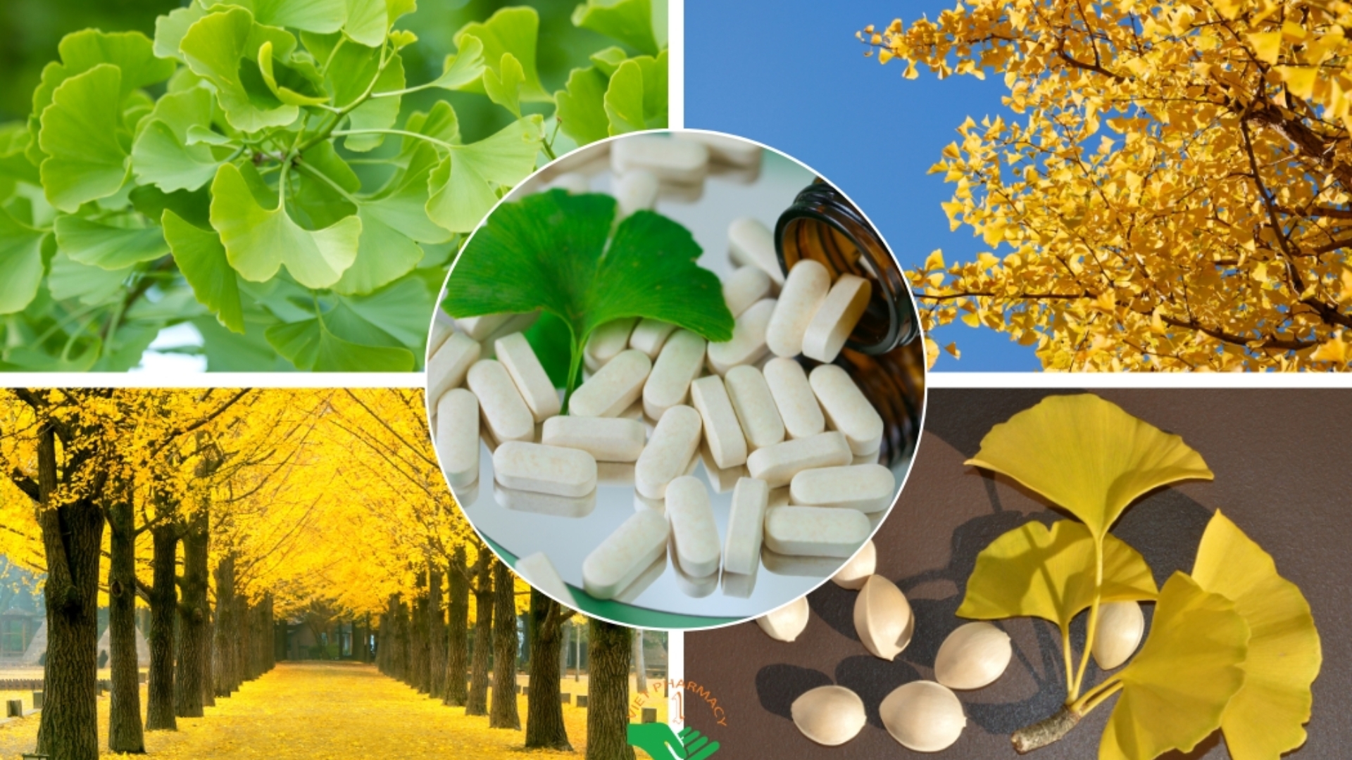 Ai Nên Uống Ginkgo Biloba? Người Cao Huyết Áp Có Dùng Được Không?