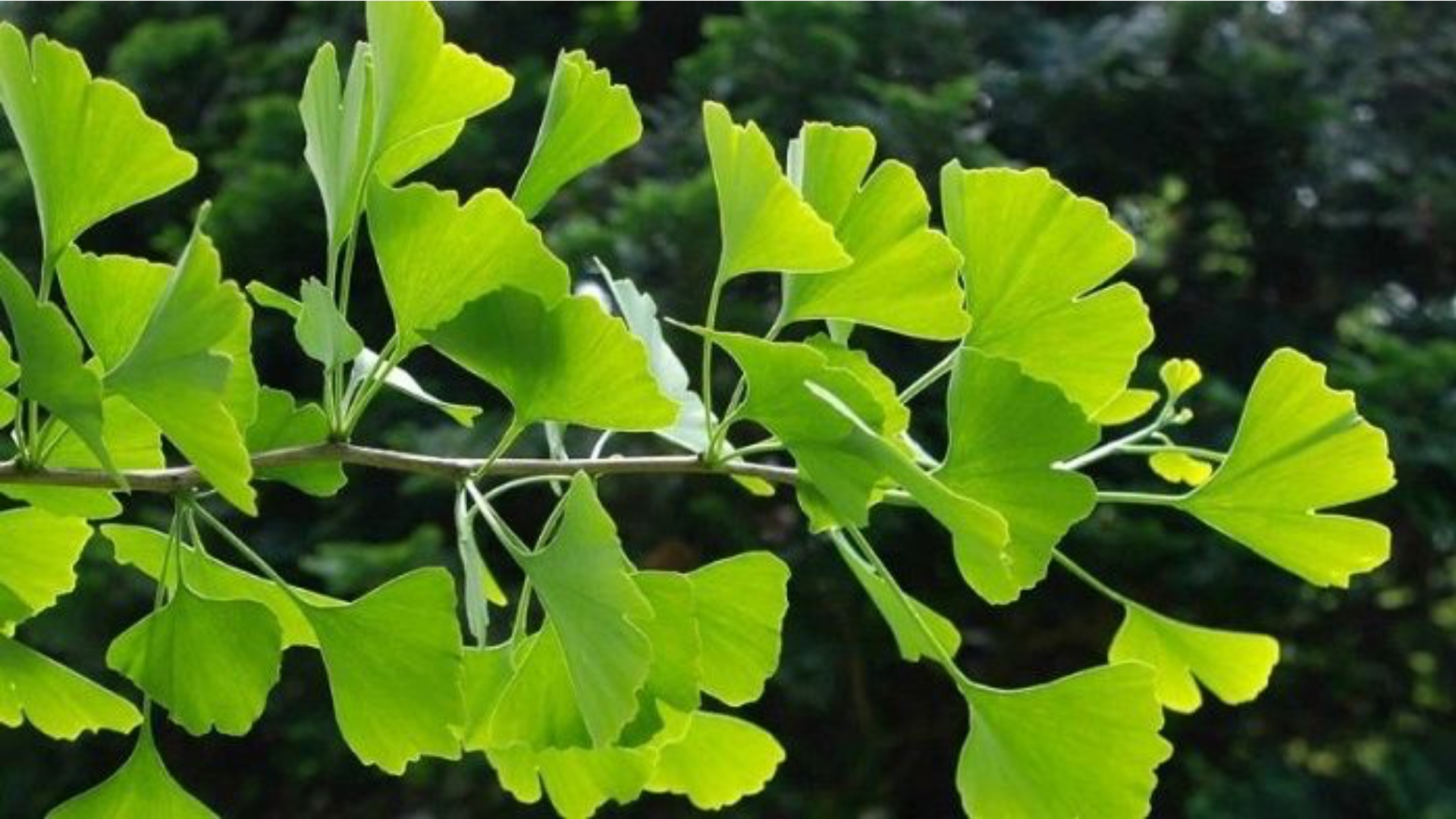  Ginkgo Biloba (Bạch quả) Là Gì? Tác Dụng Như Thế Nào Với Não Bộ