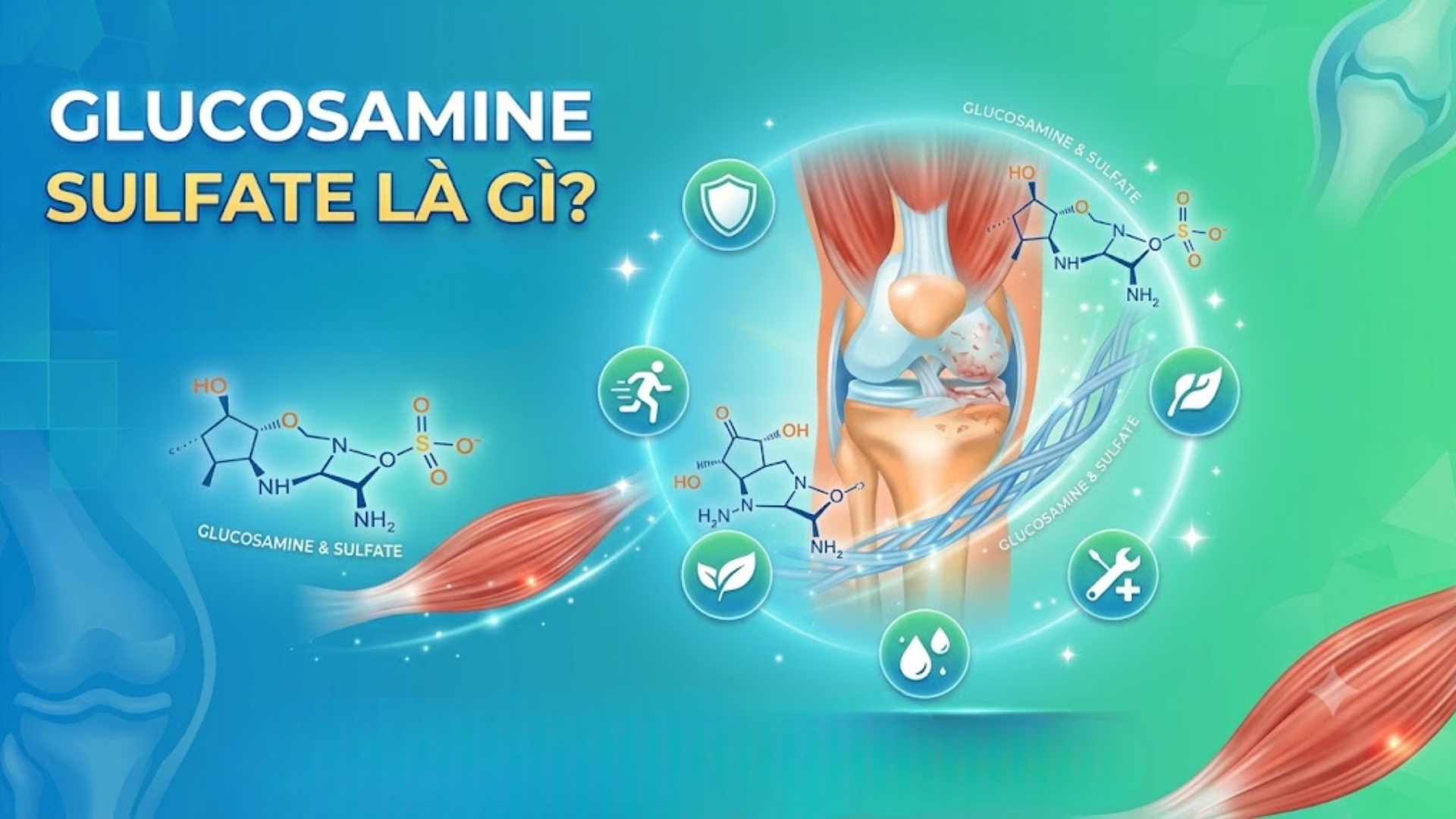 So sánh Glucosamine Sulfate và Glucosamine Hydrochloride HCl: Loại nào hấp thu tốt hơn