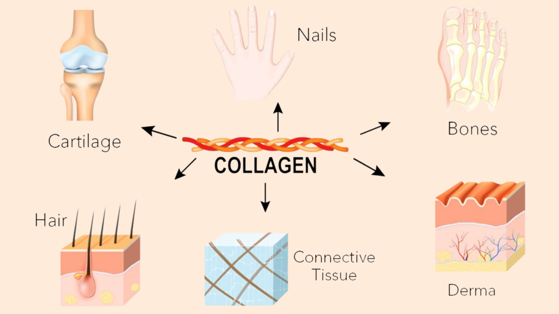 So Sánh Collagen Type 1, 2 Và 3: Loại Nào Chuyên Sâu Nhất Cho Sụn Khớp?