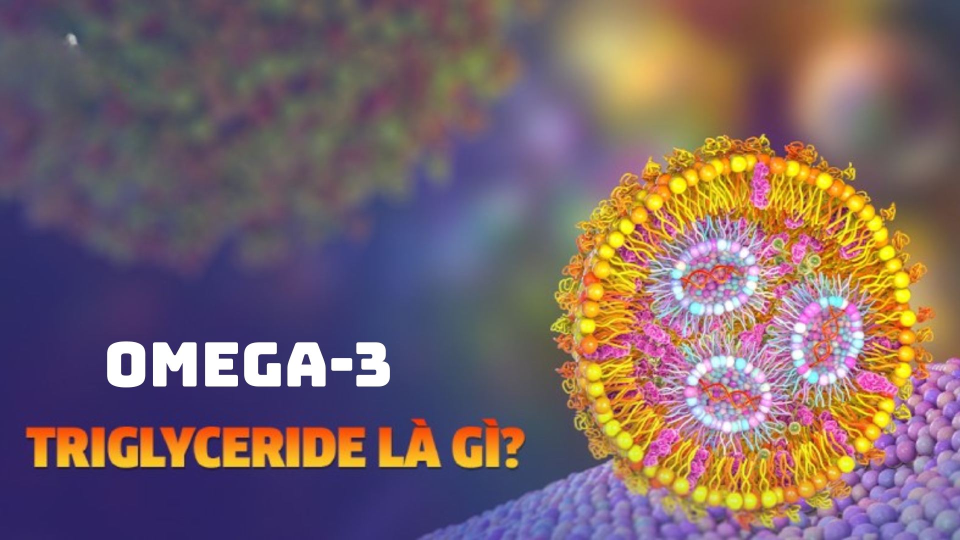 So Sánh Các Dạng Omega-3 (Triglyceride vs Ethyl Ester): Loại Nào Hấp Thu Tốt Hơn?
