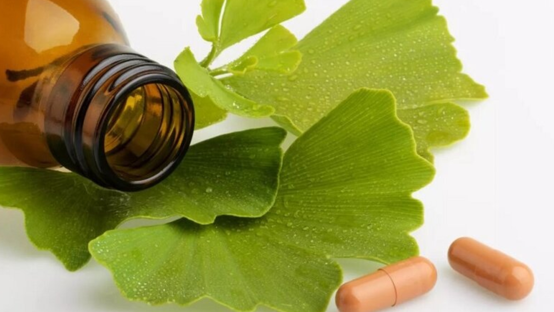 Uống Ginkgo Biloba Lúc Nào Tốt Nhất? Lưu Ý Liều Lượng Và Tác Dụng Phụ Cần Biết