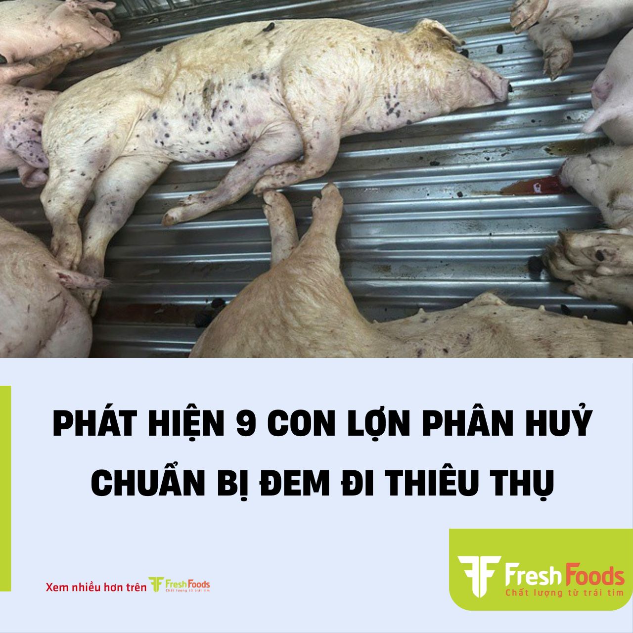 Phát hiện 9 con lợn chết trước lò giết mổ