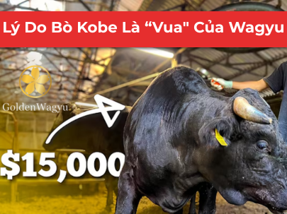 Bò Kobe Là Gì? Tại Sao Bò Kobe Được Mệnh Danh Là 