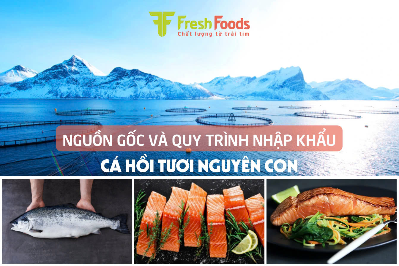 NGUỒN GỐC VÀ QUY TRÌNH NHẬP KHẨU CÁ HỒI TƯƠI NGUYÊN CON 